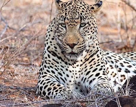 Balule Nature Reserve sydafrika africa tours