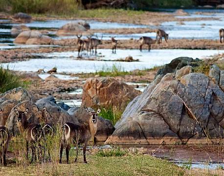 Balule Nature Reserve sydafrika africa tours