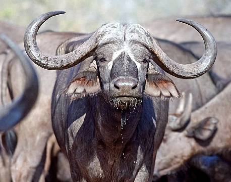 Balule Nature Reserve sydafrika africa tours