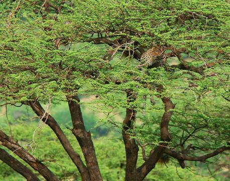 Samburu kenya africa tours