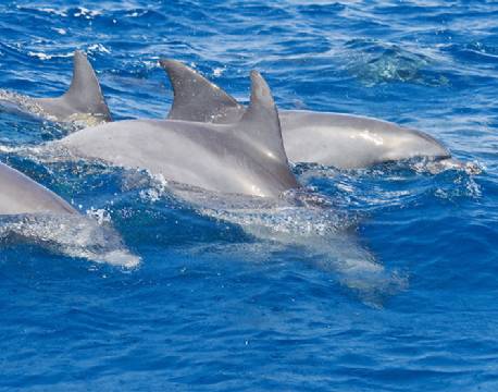 Zanzibar Tanzania indiske ocean africa tours