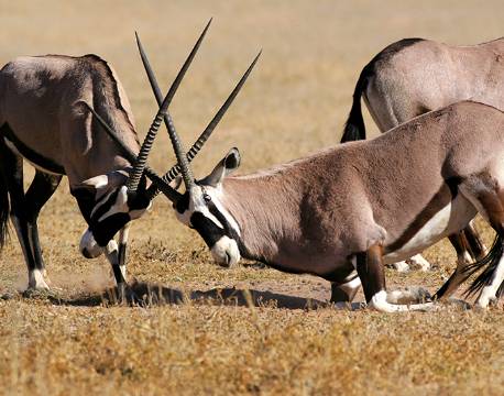 Oryx antiloper i slagsmål i Kalahari botswana africa tours