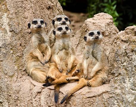 Desmerdyr slapper af i Kalahari ørkenen botswana africa tours