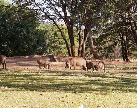Området omkring Elephant Hills, Victoria Falls, Zimbabwe 4 africa tours