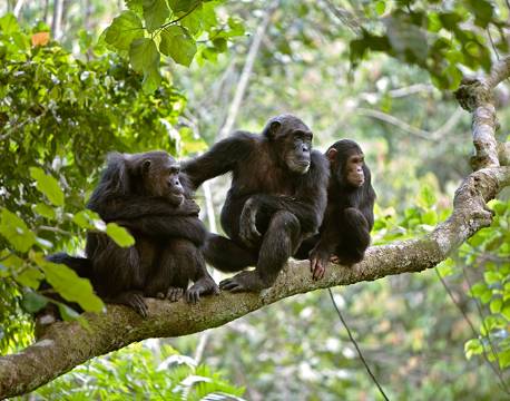 Kibale Uganda africa tours