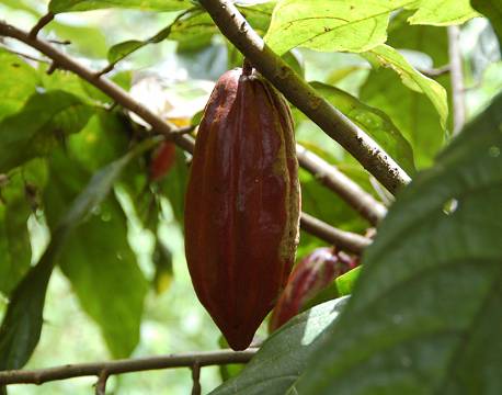 Kibale Uganda africa tours