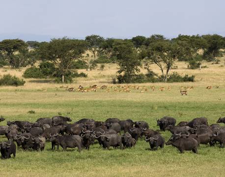 Bøfler og antiloper i Queen Elizabeth Nationalpark uganda africa tours