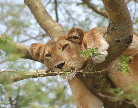 Løve slapper af i træ, i Queen Elizabeth Nationalpark uganda africa tours