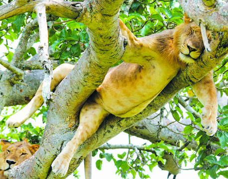 Træklatrende løve slapper i et træ, i Queen Elizabeth, Uganda africa tours