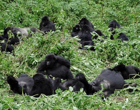 Bwindi Uganda africa tours
