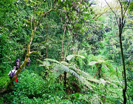 Bwindi Uganda africa tours