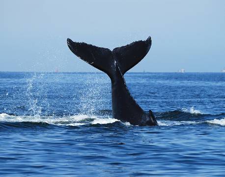 Cape Town Sydafrika africa tours