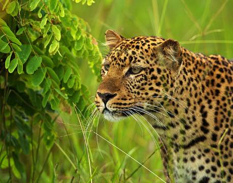 Leopard, Krüger National Park, Sydafrika africa tours
