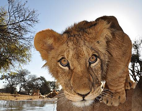 "Simba" betyder løve på afrikansk, Krüger National Park, Sydafrika africa tours