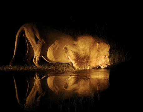 En løve drikker af et vandhul efter mørkets frembrud, Krüger National Park, Sydafrika africa tours