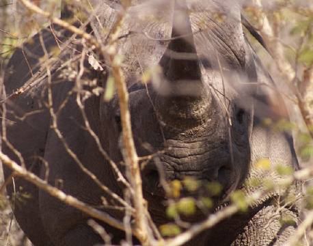 Næsehorn helt tæt på i Sydafrika.