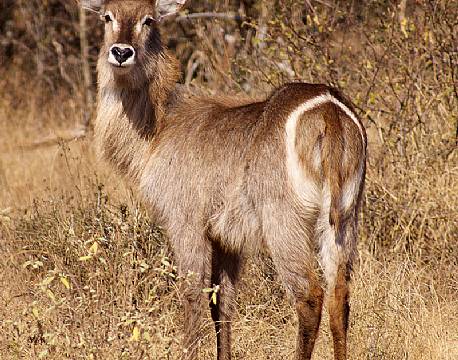 Antilope studerer fotografen i Sydafrika.