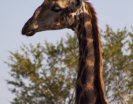 Giraf ved Craig Spencer camp i Sydafrika.