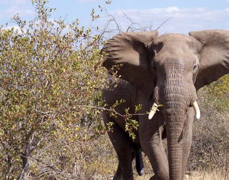Elefant ved Craig Spencers camp i Sydafrika.