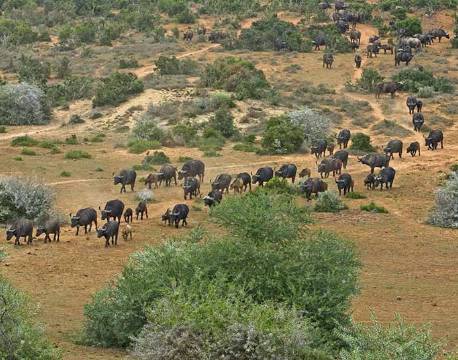 Addo Elephant National Park Sydafrika africa tours
