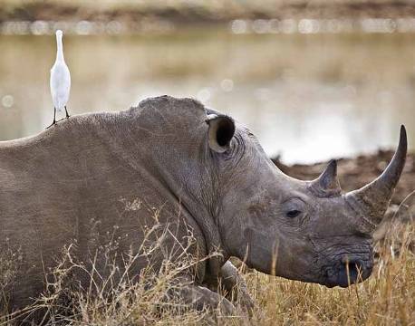 Næsehorn i Hlane Nationalpark, Swaziland sydafrika africa tours