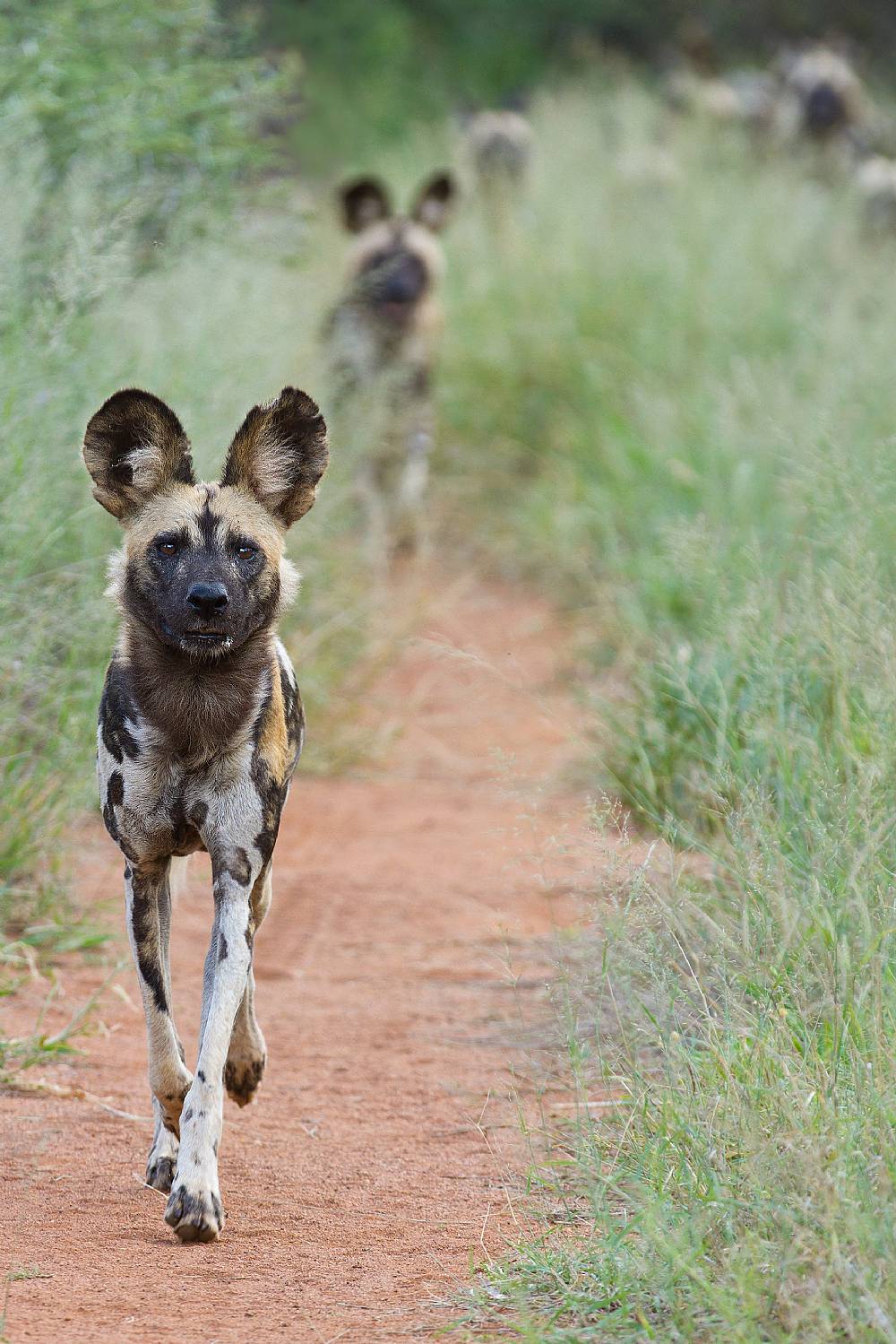 maraton løber – vildhund