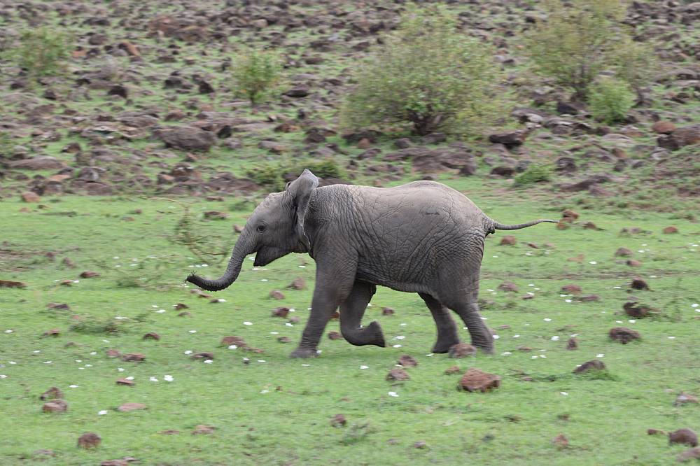Shuraba pilot tung Elefanten – savannens mastodont - Læs her!