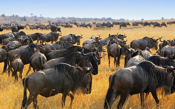 Kenyas store dyrevandring med Geoffrey Sendeu 