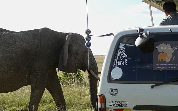 Privat Kenya safari og Zanzibar