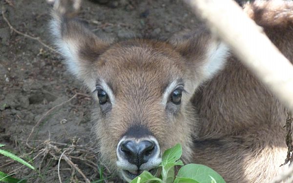 Fra rejseleder John p Kenya Drmme Safari 07.10.2018