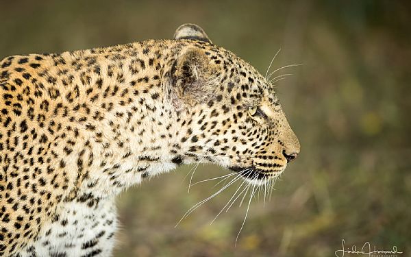 Fra rejseleder Helle, Peter og Linda p Foto Safari til det vilde Kenya 27.09.2018