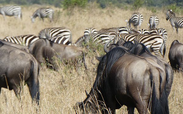 Fra rejseleder Geoffrey p privat safari med familien Frederiksen