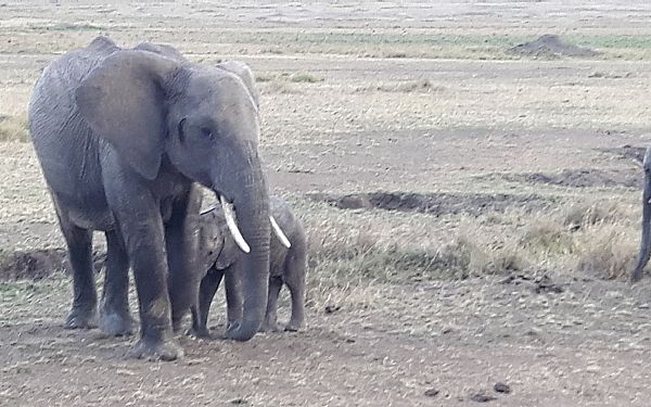 Privat Kenya Safari og Mombasa