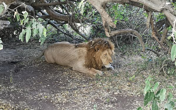 Kenya Safari med ballonsafari og Zanzibar