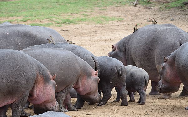 The Big Five og mange flere.... (1)