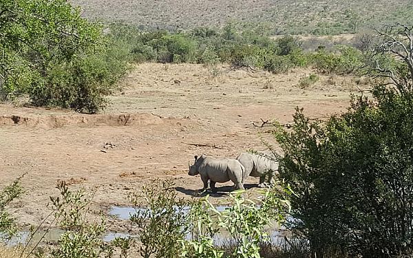 Fra rejsekonsulent Gita p malariafri safari i Pilanesberg