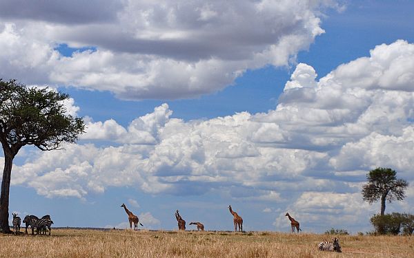 Fra rejseleder Carsten p privat safari i Masai Mara