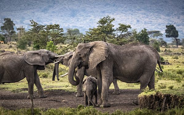 Vinderen af gavekort p kr. 5.000 til Africa Tours er udtrukket 1. december 2018