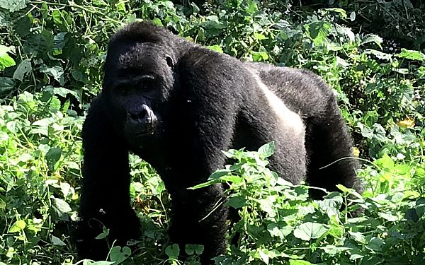 Privat Uganda safari og vort mde med gorillaerne
