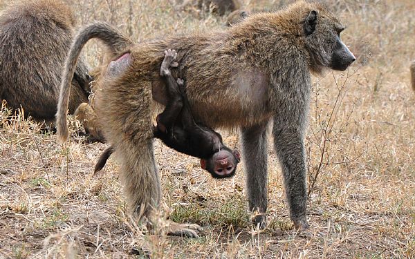 Fra rejseleder Carsten p Kenya Drmme Safari 13.01.2019