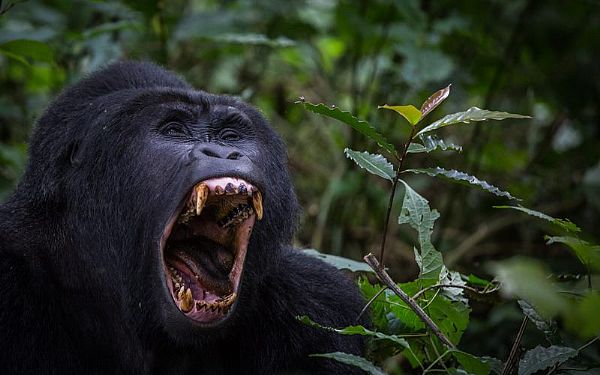 Fra rejseleder Michael p Uganda rundrejse