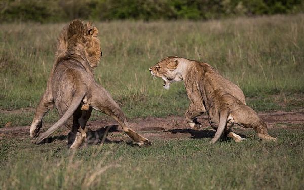 Fra rejseleder Michael p Big Cat Safari 13.01.2019