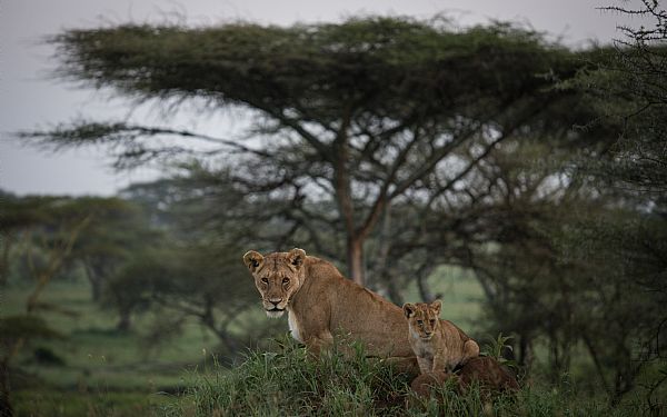 Fra rejseleder Michael p Tanzanias Hjdepunkter 21.01.2019