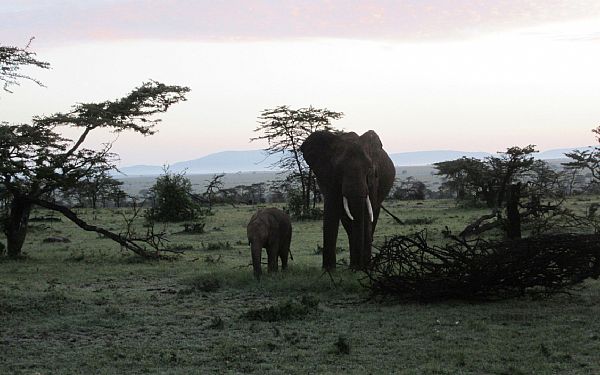 Ferie p Karen Blixen Camp i Kenya