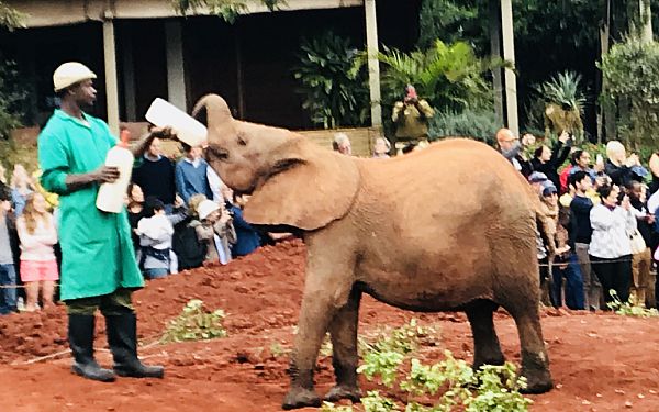 Familie p 13 p safari i Kenya for at fejre mrkedag