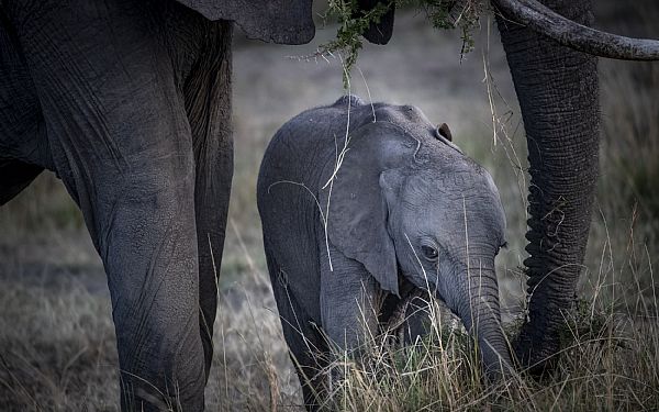 At rejse i Afrika med en 15 mdr. gammel baby