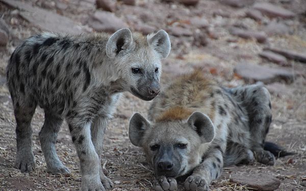 Safari i Afrika  The Big Five og mange flere(2)
