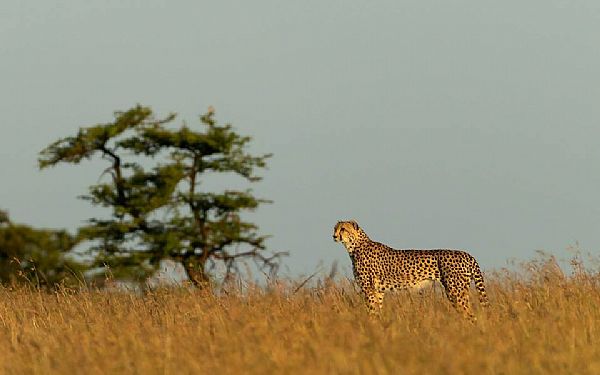 Fra rejseleder Helle og Peter p Fotosafari i Kenya 03.02.2019