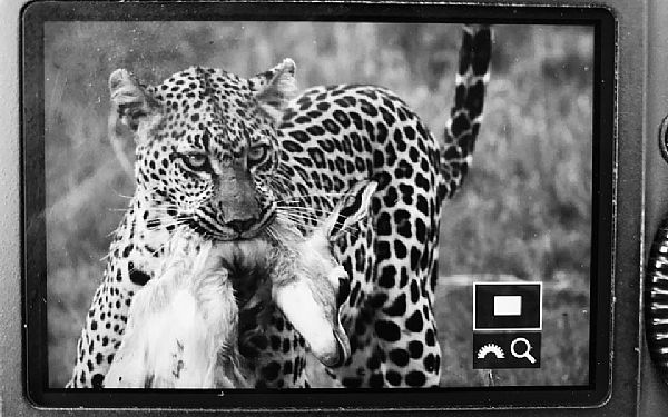 Fra rejseleder Helle Lvevild Golman p fotosafari i Kenya 03.02.2019