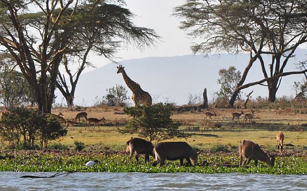 Fra rejseleder Carsten p Kenya Drmme og Kenya Familie safari vinterferien 2019